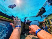 Bandjes Naar de haaien festival